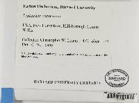 Thumbnail image of current specimen