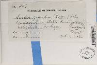 Trapeliopsis granulosa image