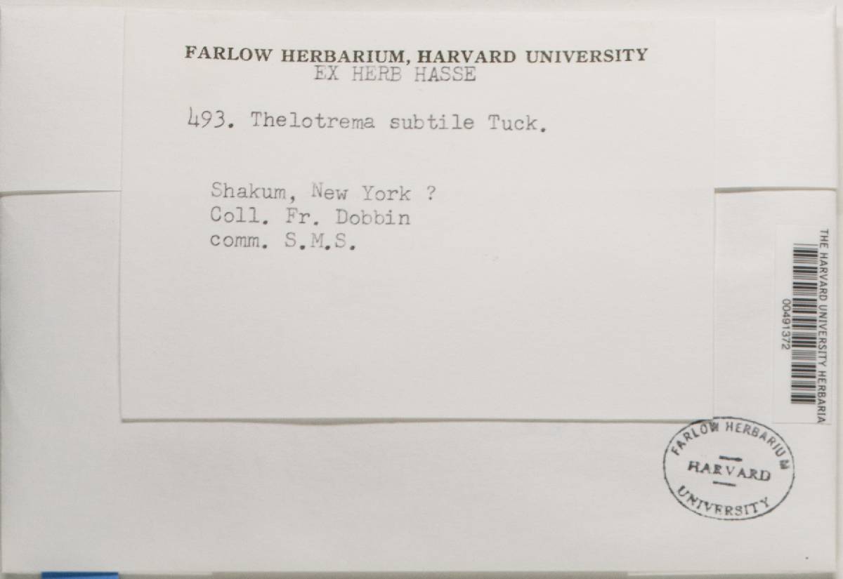 Thelotrema petractoides image