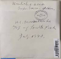 Umbilicaria hyperborea image