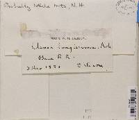 Dolichousnea longissima image