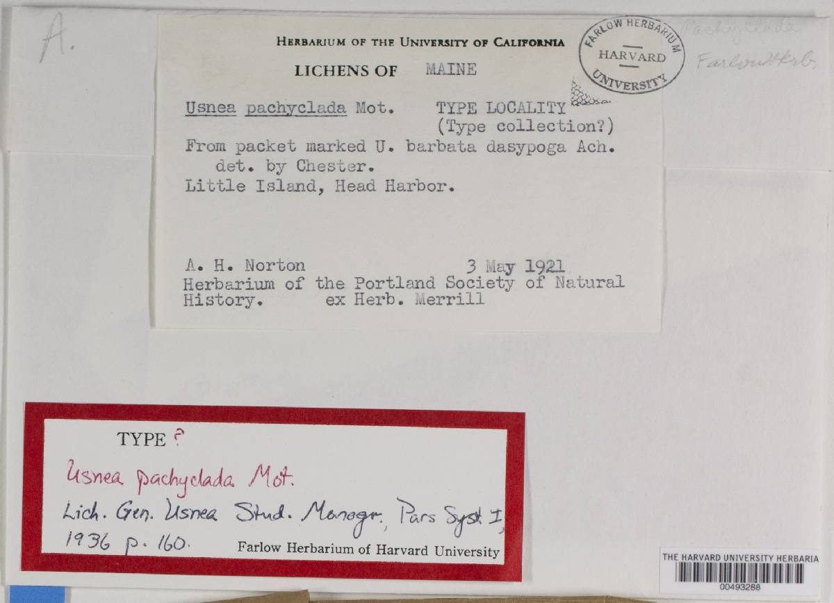 Usnea pachyclada image