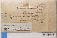 Thumbnail image of current specimen