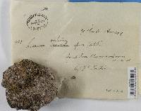 Media resource of Rhizoplaca opaca