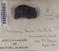 Media resource of Rimularia badioatra