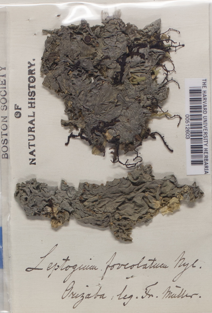 Leptogium foveolatum image