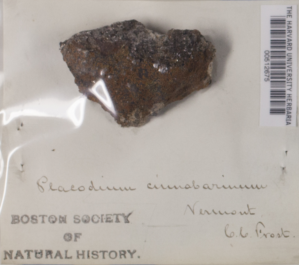 Caloplaca cinnabarina var. cinnabarina image