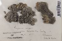 Pyxine cocoës image