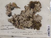 Parmelia saxatilis image