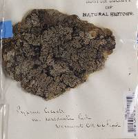 Pyxine cocoës image