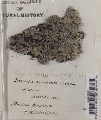 Pyxine cocoës image