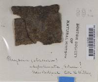 Hyperphyscia adglutinata image