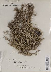 Cladonia furcata image