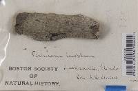 Pertusaria leioplaca image