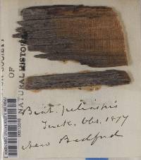 Biatora peliaspis image