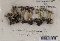 Cladonia coccifera image