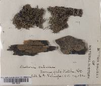 Thumbnail image of current specimen