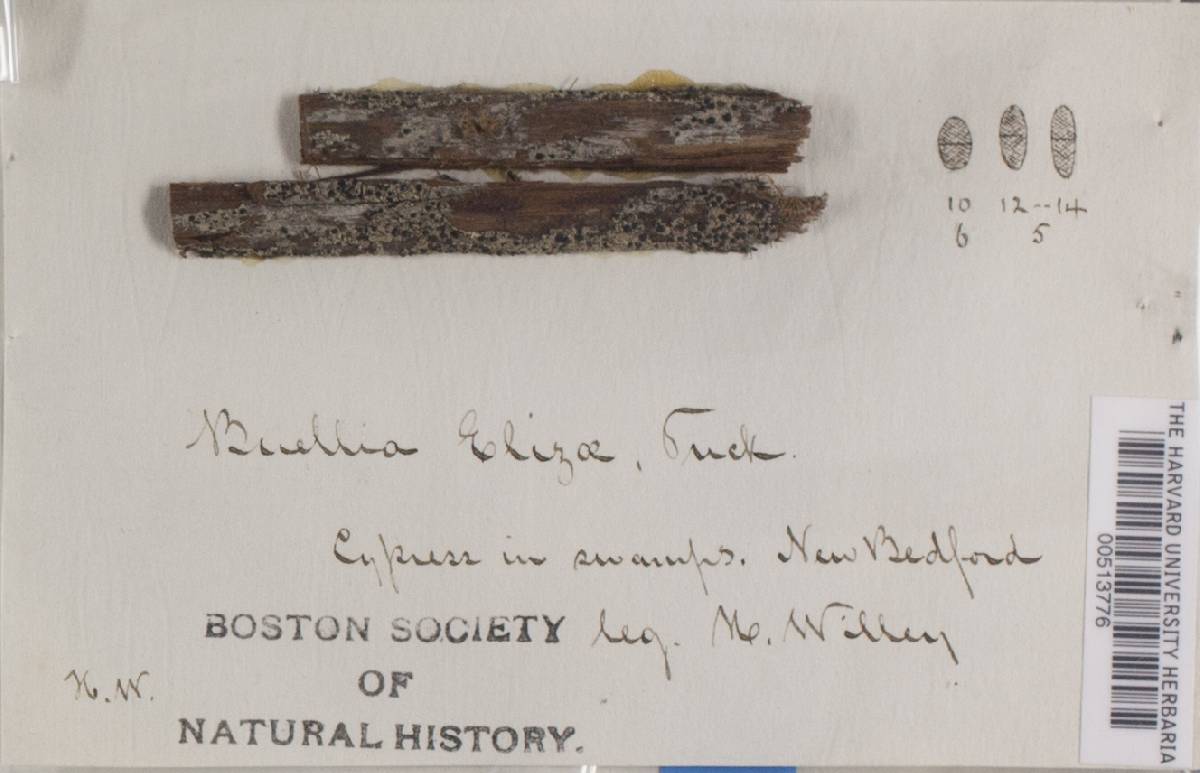 Buellia elizae image