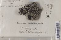 Media resource of Biatora artyta