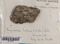 Thumbnail image of current specimen