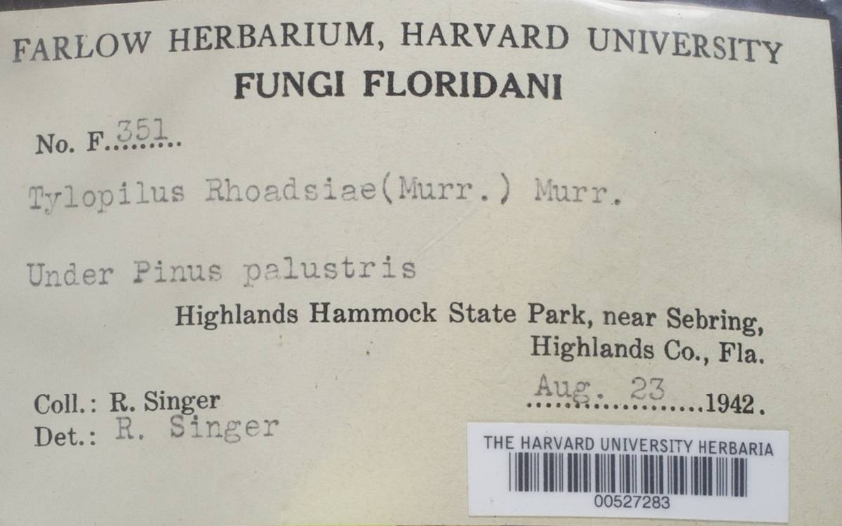 Tylopilus rhoadsiae image