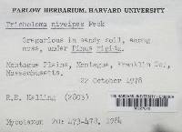 Tricholoma niveipes image