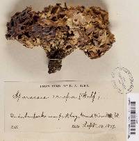 Sparassis crispa image