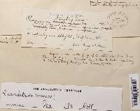 Ramaria stricta image