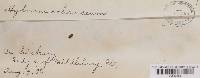 Steccherinum ochraceum image