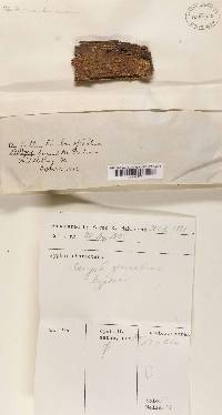 Mycoacia fuscoatra image