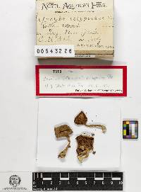 Pseudoarmillariella ectypoides image