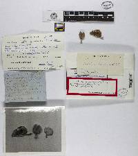 Lentinula boryana image