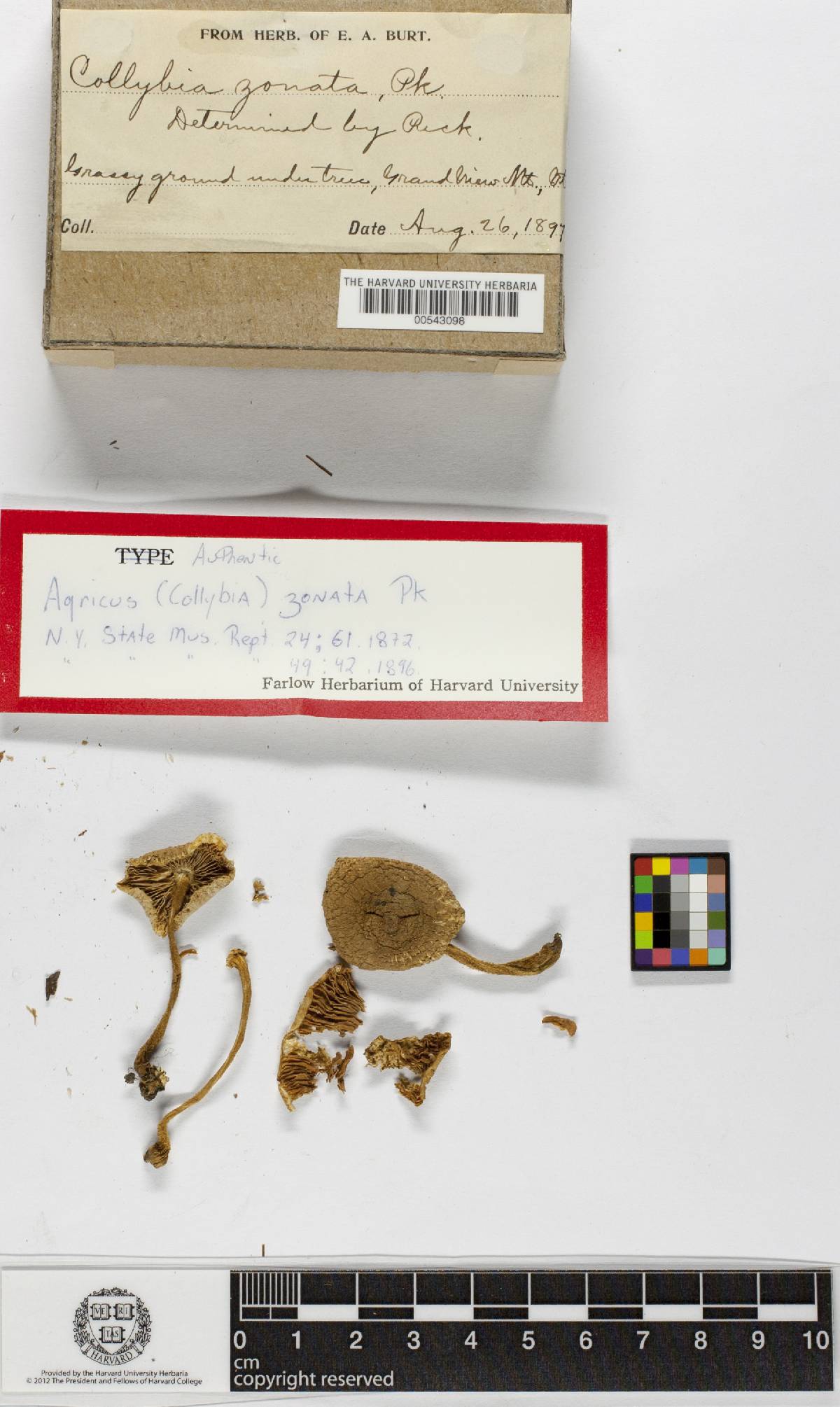 Agaricus zonatus image