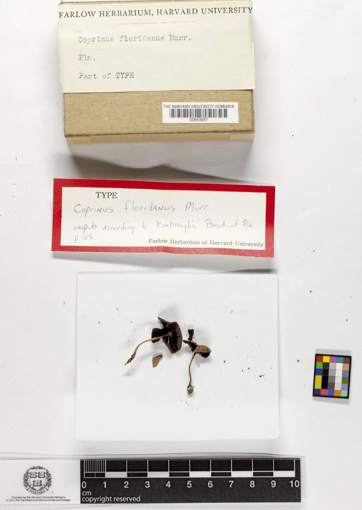 Coprinus floridanus image