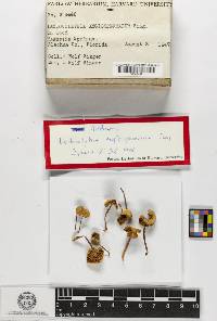 Lactocollybia epia image