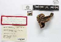 Leccinum aurantiacum image