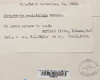 Stropharia semiglobata image