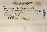 Suillus luteus image