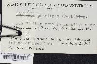 Suillus punctipes image