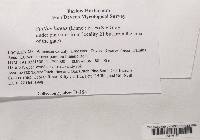 Suillus luteus image