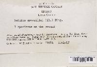 Suillus grevillei image