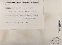 Suillus grevillei image