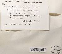 Suillus grevillei image