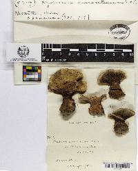 Hydnellum aurantiacum image