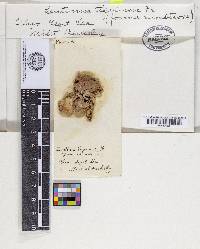 Lentinus tigrinus image