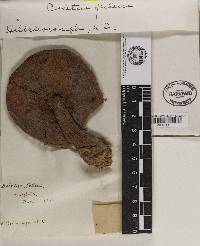 Tylopilus felleus image