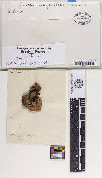 Lentinellus ursinus image