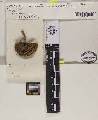 Boletus chrysenteron image