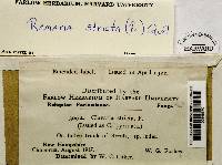 Ramaria stricta image