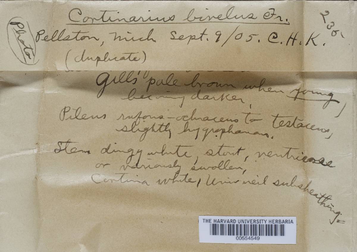 Cortinarius bivelus image